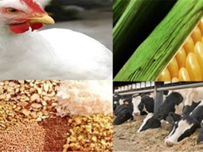 نقدینگی تولیدکنندگان پس از حذف ارز ترجیحی تامین می‌شود