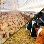 نهاده‌های دامی بدون تغییر قیمت تا پایان سال توزیع می‌شود؟_695a5e6930c7a.jpeg