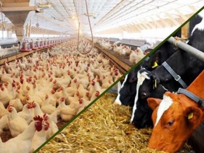 نهاده‌های دامی بدون تغییر قیمت تا پایان سال توزیع می‌شود؟