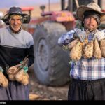 هسته‌ای در کشاورزی ــ 71  |اصلاح چغندرقند برای قنددهی بیشتر_695766c1c6e4c.jpeg