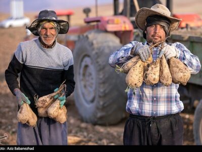 هسته‌ای در کشاورزی ــ 71  |اصلاح چغندرقند برای قنددهی بیشتر
