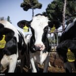 هسته‌ای در کشاورزی ــ 72 | مدیریت حشرات ناقل بیماری دامی + اینفوگراف_6958b842bc5ab.jpeg