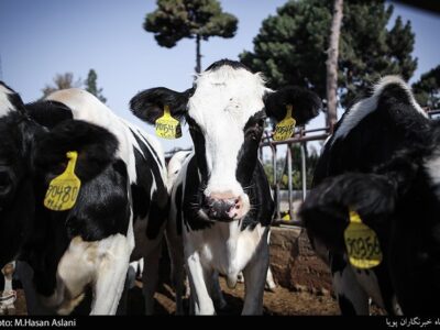 هسته‌ای در کشاورزی ــ 72 | مدیریت حشرات ناقل بیماری دامی + اینفوگراف