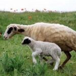 هسته‌ای در کشاورزی ــ 73 | کاربرد هسته‌ای در کنترل انگل‌های گوسفند_695a5e4877144.jpeg