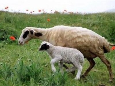 هسته‌ای در کشاورزی ــ 73 | کاربرد هسته‌ای در کنترل انگل‌های گوسفند