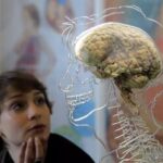 آیا ما بدون گوگل «کندذهن» می‌شویم؟_697f9f645572e.jpeg