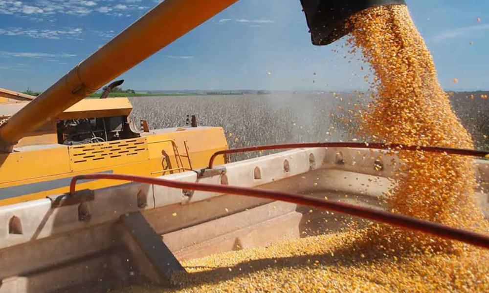 تصمیم جنجالی دولت/ آزمایش مجدد واردات دامی حذف شد