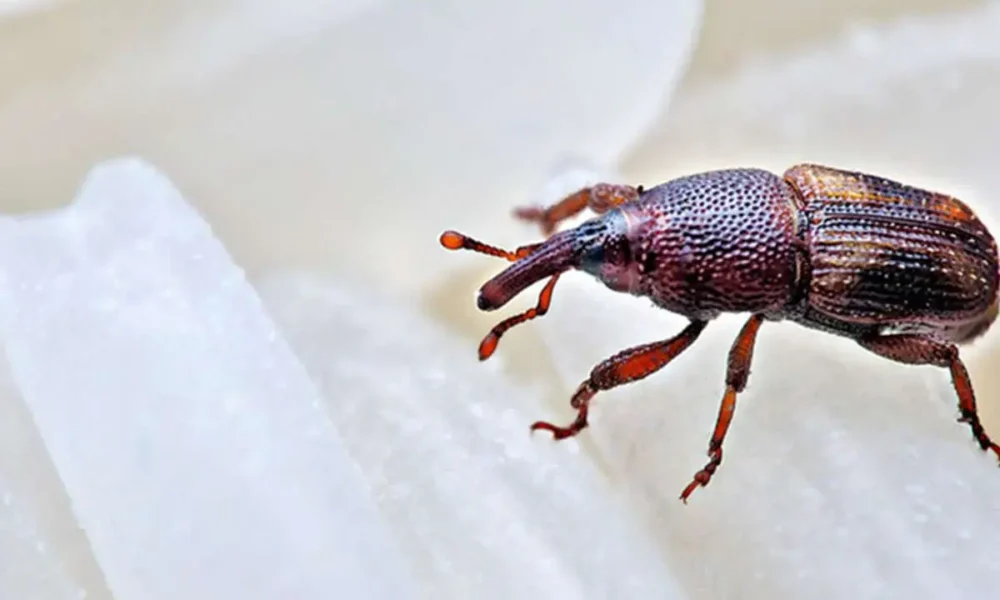 روش قطعی برای از بین بردن سوسک برنج در خانه