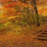 سفر پاییزی با خانواده؛ برنامههای خانوادگی و تفریحات پاییزی سفر پاییزی با خانواده؛ برنامههای خانوادگی و تفریحات پاییزی_6987a18c7c334.jpeg