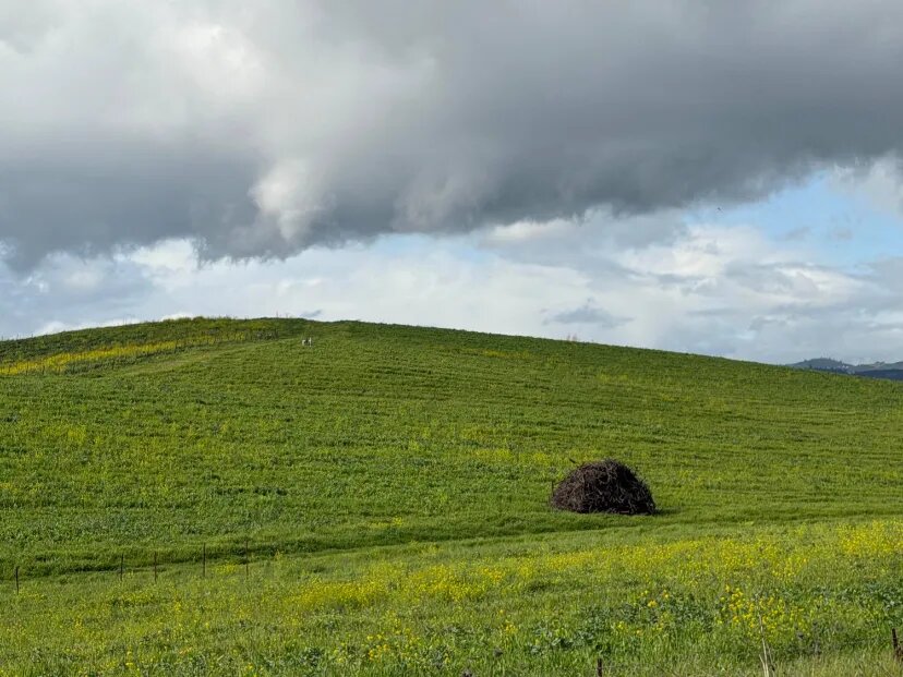 منظره تپه والپیپر نمادین ویندوز XP پس از ۳۰ سال / عکس منظره تپه والپیپر نمادین ویندوز XP پس از ۳۰ سال / عکس