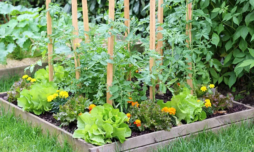 چگونه یک باغچه سبزیجات سبز و پربار در منزل خود داشته باشیم؟