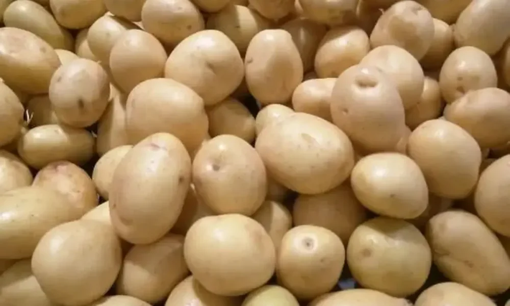 صادرات این محصول پرمصرف ممنوع شد