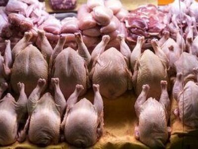 کشور همسایه به داد بازار مرغ ایران رسید