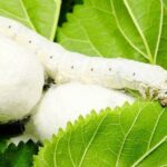 افزایش تولید پیله ابریشم در گلستان؛ نوغانداری سنتی در مسیر توسعه_69e9e811104f8.jpeg
