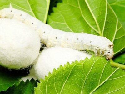 افزایش تولید پیله ابریشم در گلستان؛ نوغانداری سنتی در مسیر توسعه
