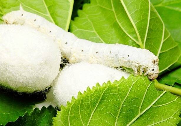 افزایش تولید پیله ابریشم در گلستان؛ نوغانداری سنتی در مسیر توسعه