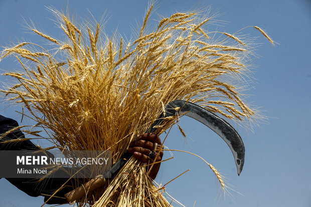 بیش از ۱۰۶ هزار تن گندم در خوزستان تاکنون خریداری شده است