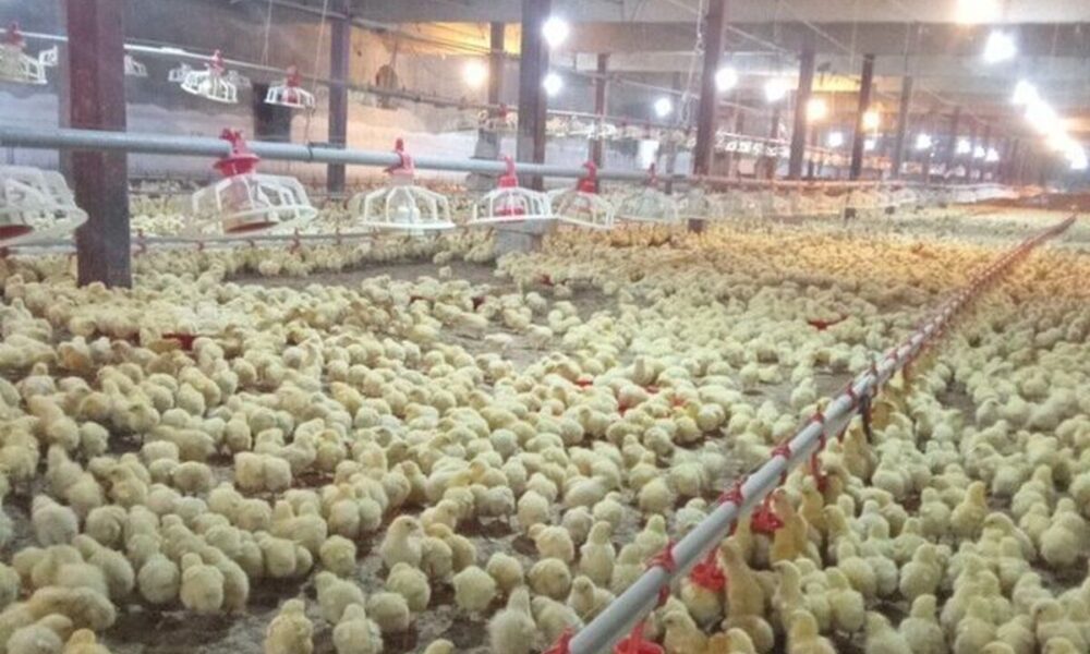 تغییر در فهرست معافیت‌ها/ ممنوعیت صادرات جوجه یک‌روزه اعلام شد