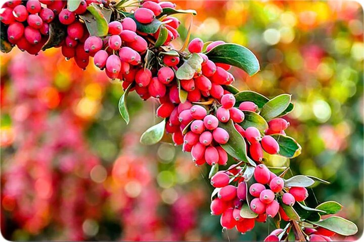 توقیف پراید در منطقه حفاظت‌شده ابر؛ حمل زرشک قاچاق، به محیط‌بانی رسید