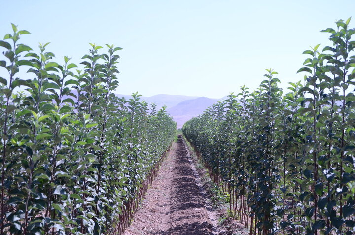 تولید ۱۰ میلیون اصله نهال در لرستان