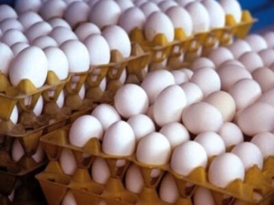 قیمت هر کیلو تخم‌مرغ چند شد؟/نرخ جدید درب مرغداری اعلام شد