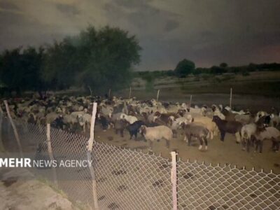 نجات ۲ دامدار و ۴۰۰ راس گوسفند از سیلاب رودخانه دز