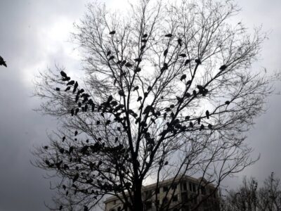 هشدار جدی هواشناسی صادر شد/ وزش باد شدید همراه با رگبار و رعد و برق در راه تهران