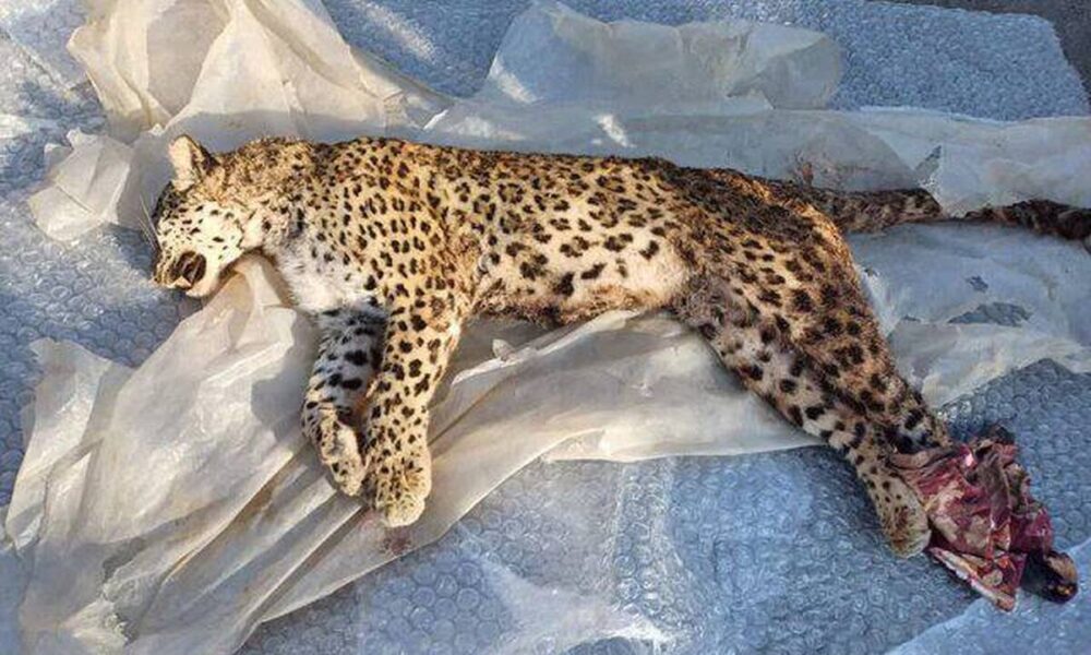 پیدا شدن لاشه یک فرد پلنگ ایرانی در ارتفاعات اسفراین+ عکس