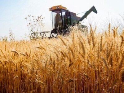 پیش‌بینی تولید ۵۳۰ هزار تن گندم در استان اردبیل