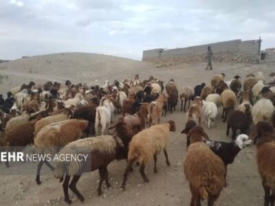 چرای زودهنگام در مراتع سمنان ممنوع؛ مجازات متخلفان با ابطال پروانه