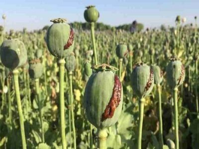 ۳ مزرعه کشت خشخاش در حمیدیه امحا شد