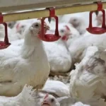 گذار ناقص به بازار آزاد؛ ریشه بحران نقدینگی و تلاطم در صنعت طیور گذار ناقص به بازار آزاد؛ ریشه بحران نقدینگی و تلاطم در صنعت طیور_6a04c3aa6cef8.webp