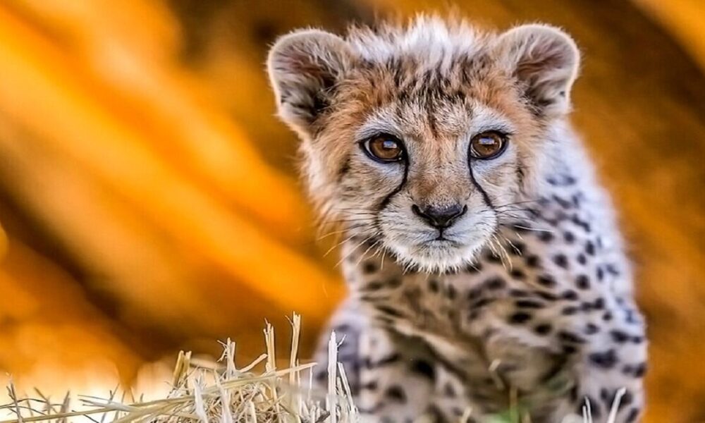 چرا سرنوشت هر توله یوز ایرانی خبرساز می‌شود؟