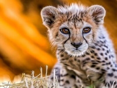 چرا سرنوشت هر توله یوز ایرانی خبرساز می‌شود؟