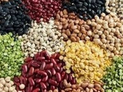 113درصد اختلاف قیمت لوبیا در بازار با وجود تخصیص ارز مبادله‌ای