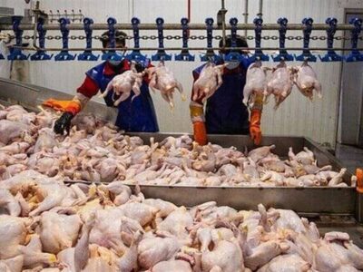 کاهش قیمت مرغ به 240 هزار تومان